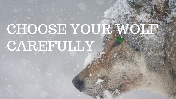 A snowy wolf with the words "Choose your wolf carefully" over it